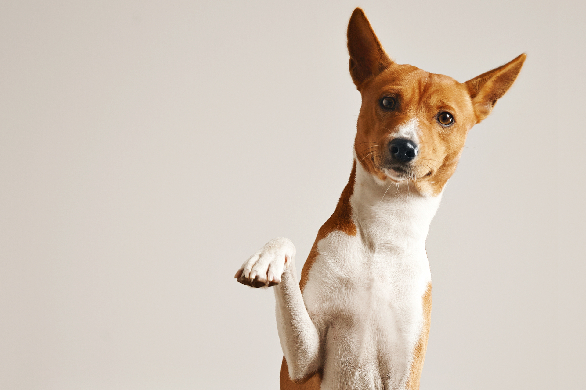 Basenji-Hund gibt Pfote – Solamarkt Hundebedarf aus Deutschland